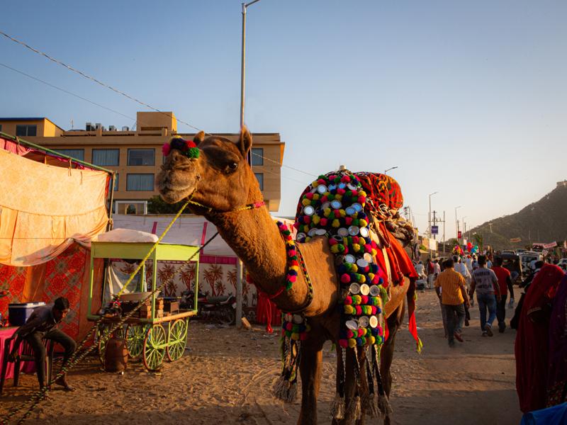 Camel at Pushkar festival