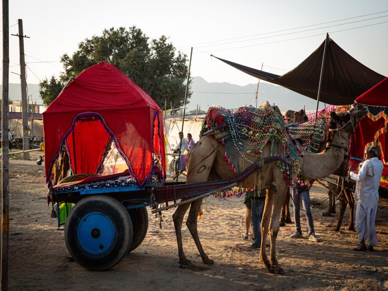 Camel with trailer