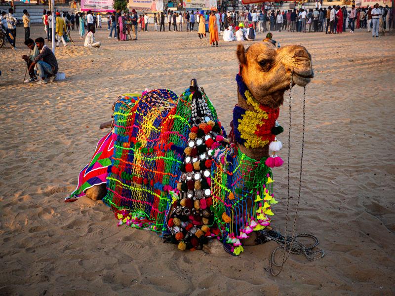 Highly decorated camel