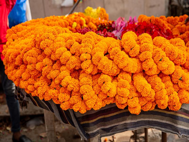 Flowers for sale