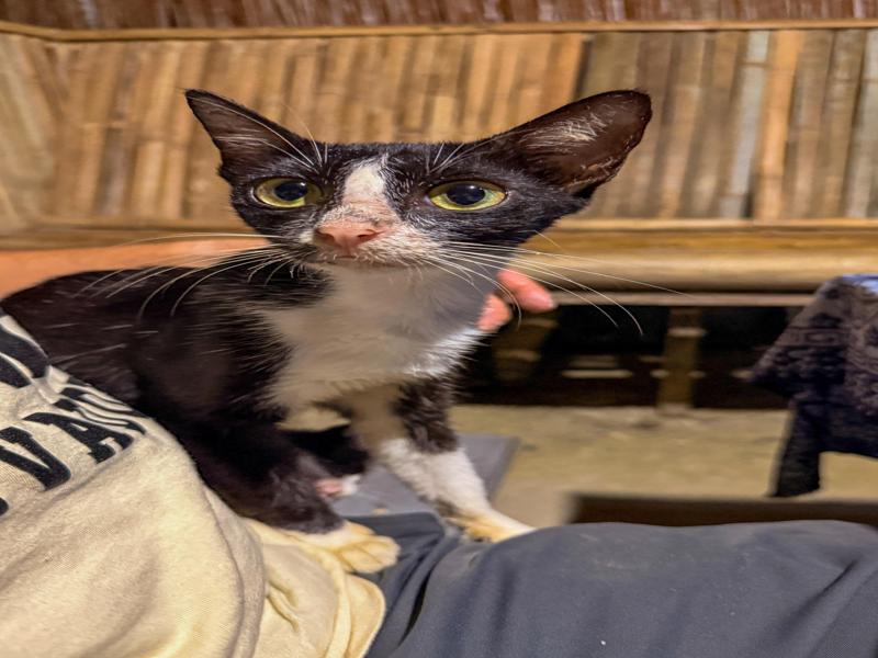 There was a cat family, this is the mama