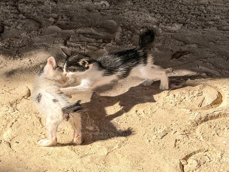 Kittens playing