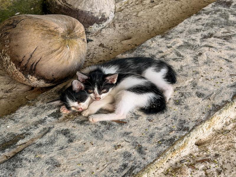 Kittens snuggling
