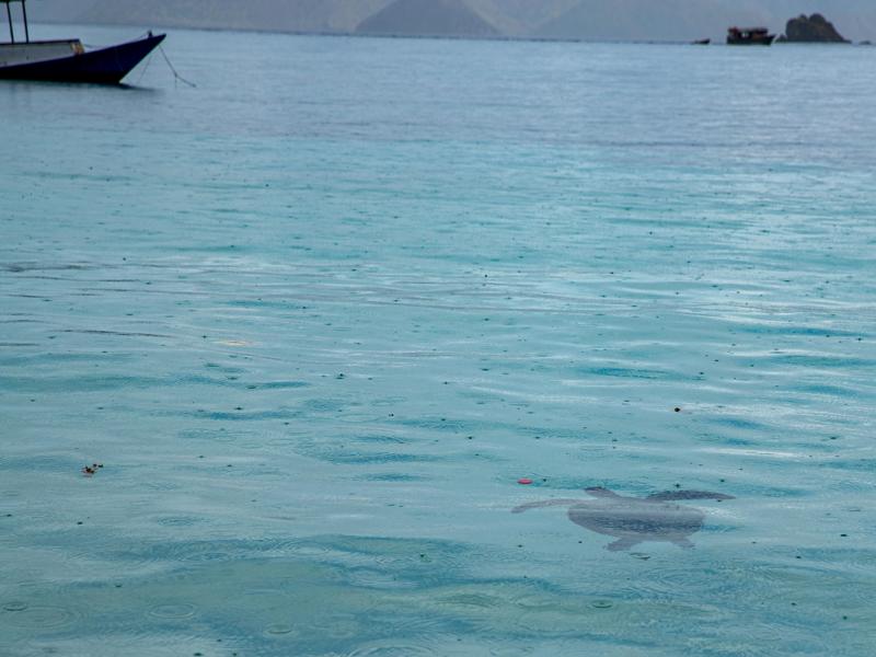 We saw a turtle swimming near shore