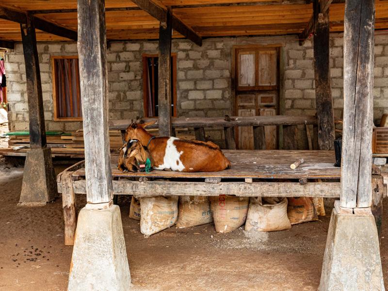 A lot of homes had goats