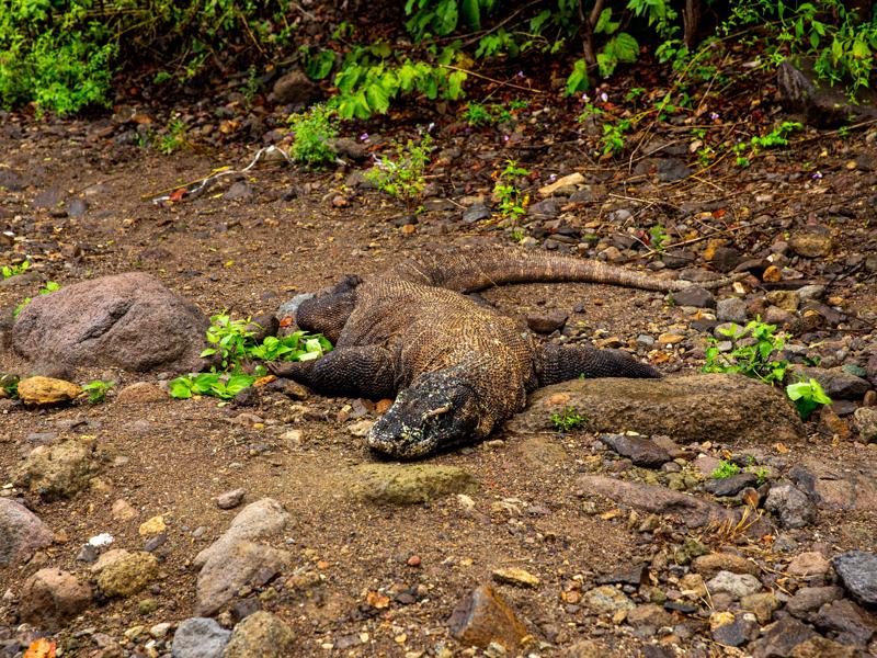 Another Komodo dragon