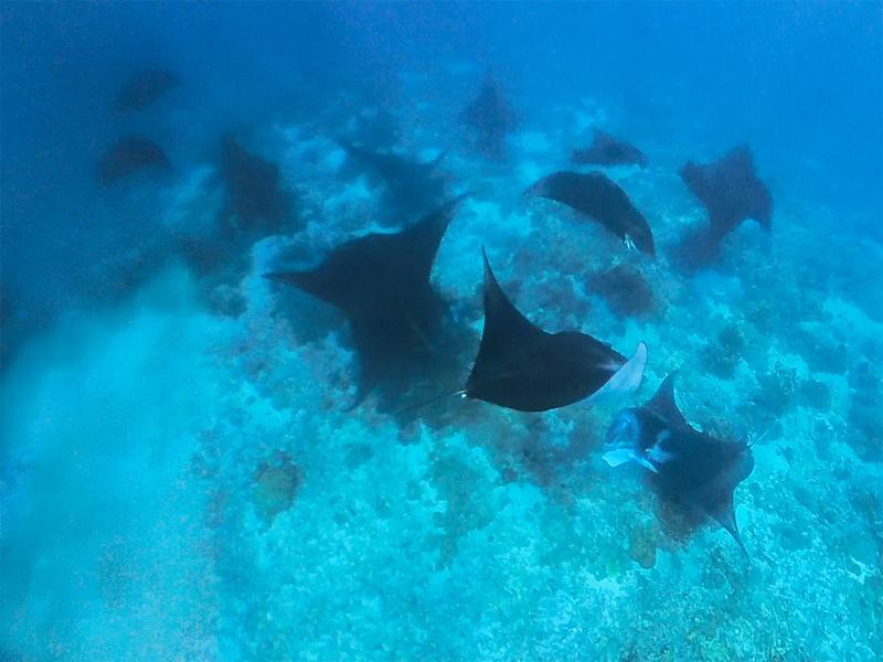 Final two stops we were able to snorkel with manta rays!