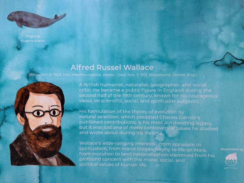 Alfred Wallace is very famous around here
