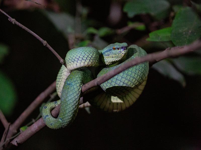 Green viper in the tree