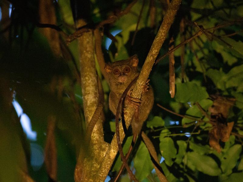 Tarsier in the tree