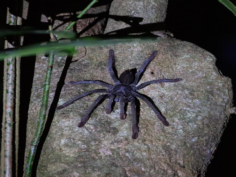 After dark the tarantulas come out