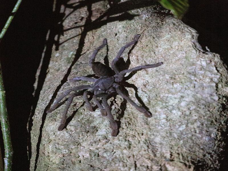 Tarantula on the tree