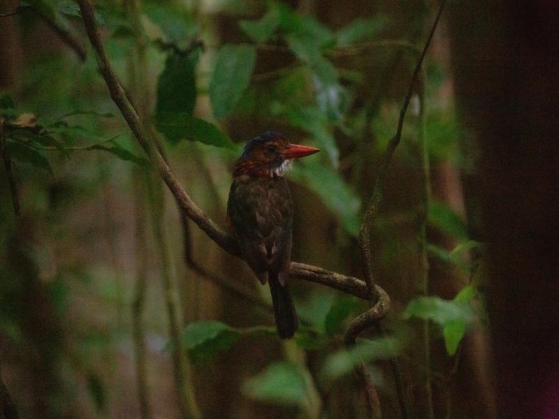 Kingfisher in the tree