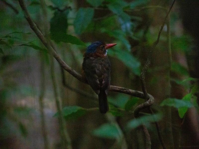 Kingfisher in the tree
