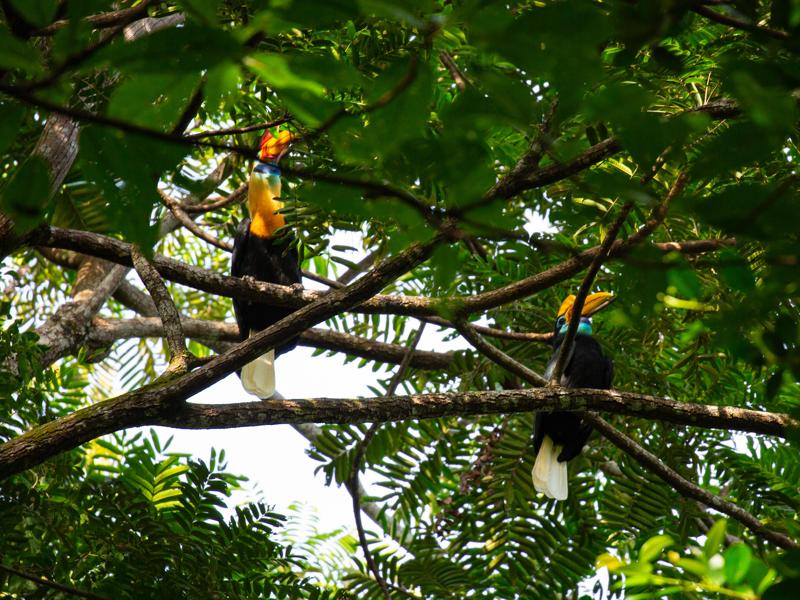 We spent a lot of time tracking hornbills