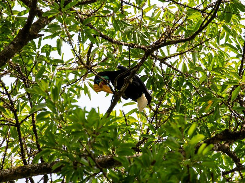 Hornbill in the tree