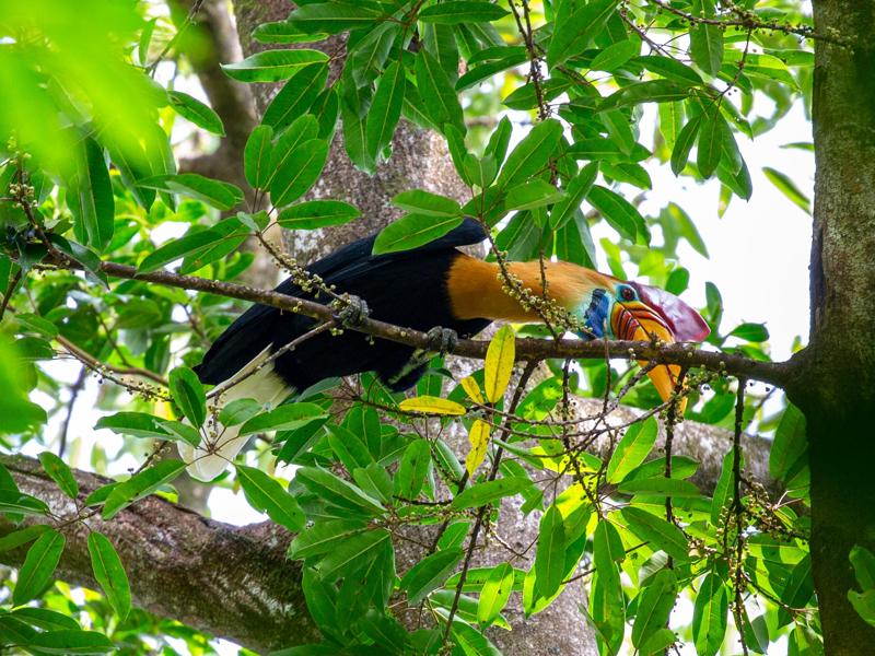 Hornbill in the tree