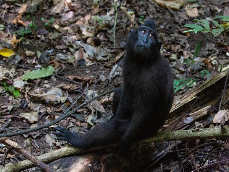 The black macaque monkey