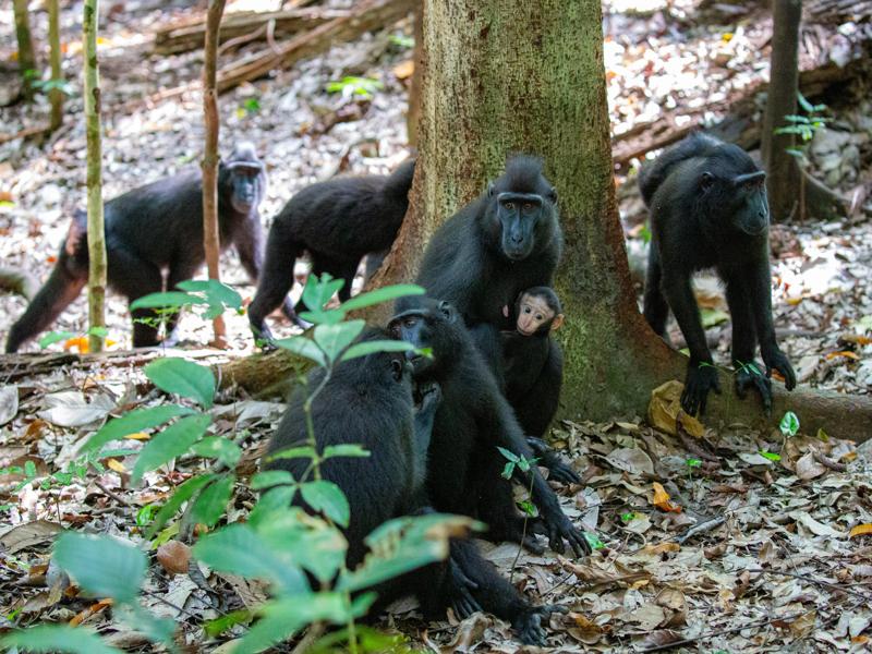 There are several large groups of them in the park