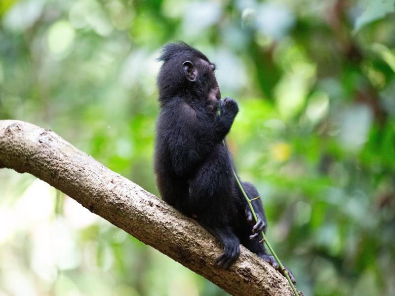 Young black macaque