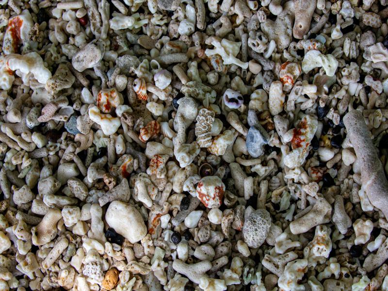 The beach is right near the park with a lot of shells and coral