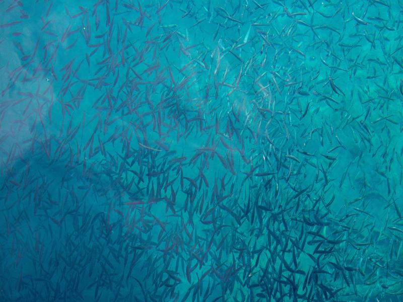 There were a ton of small fish
