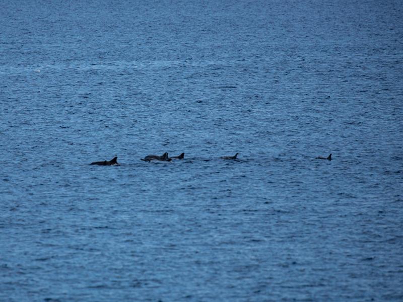 And a large group of dolphins