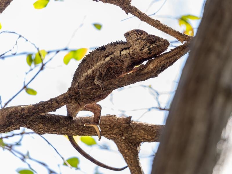 We stopped at a small nature reserve where we saw several chameleons in the daytime