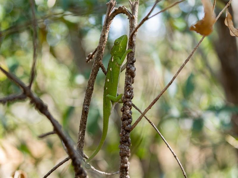 A green chameleon spotted by the Anja Reserve guide