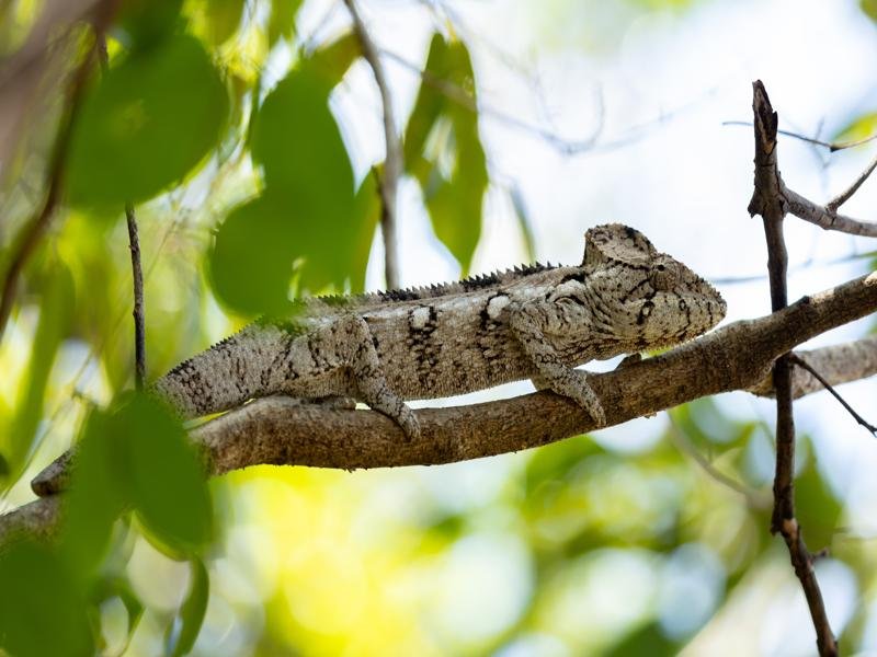 Black and white chameleon