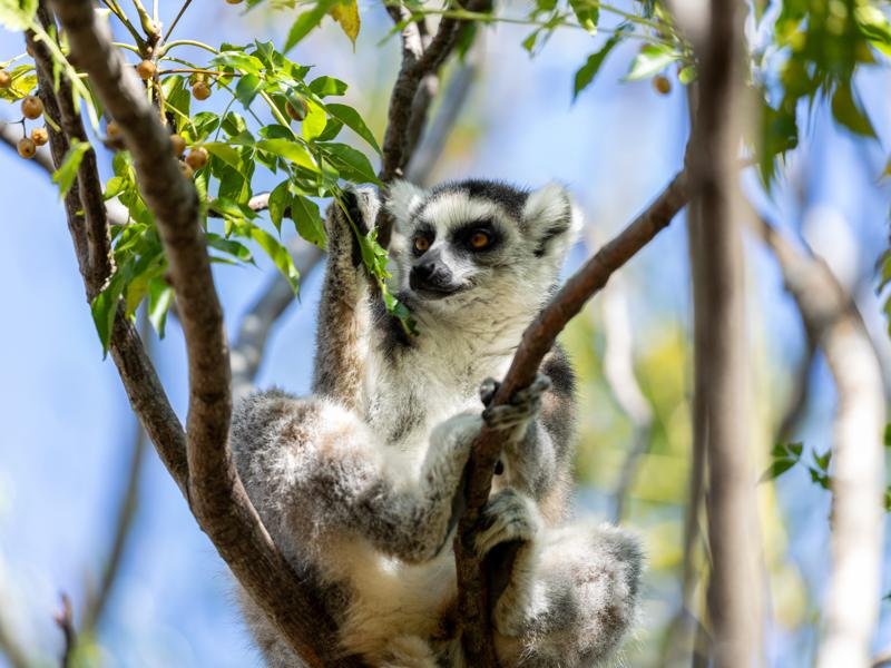 The Anja reserve has several large families of ringtailed lemurs