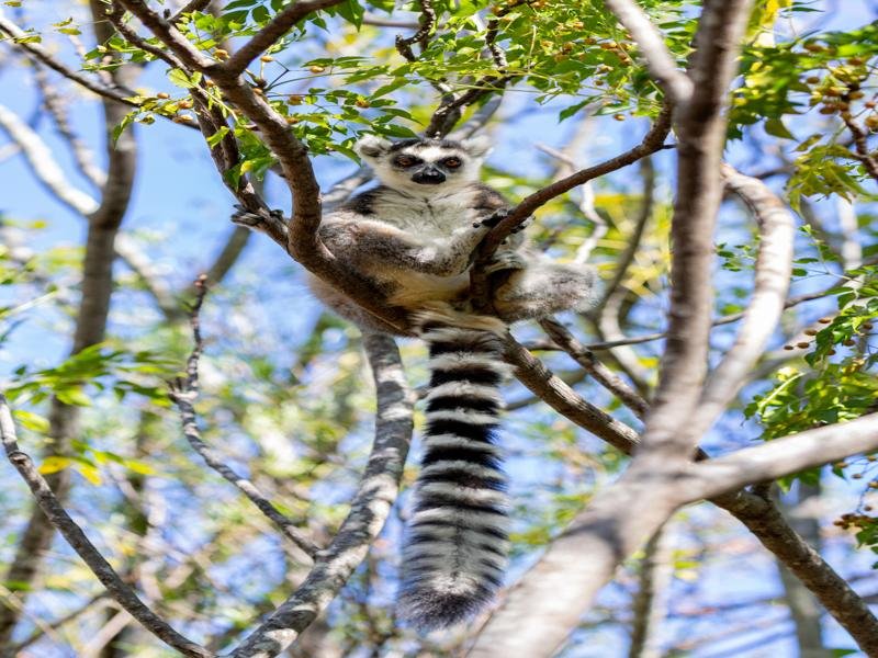 We were able to get up close to the lemurs as they are used to people