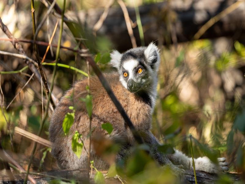 Lemur in the tree