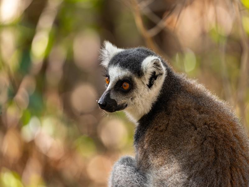 Up close of a lemur