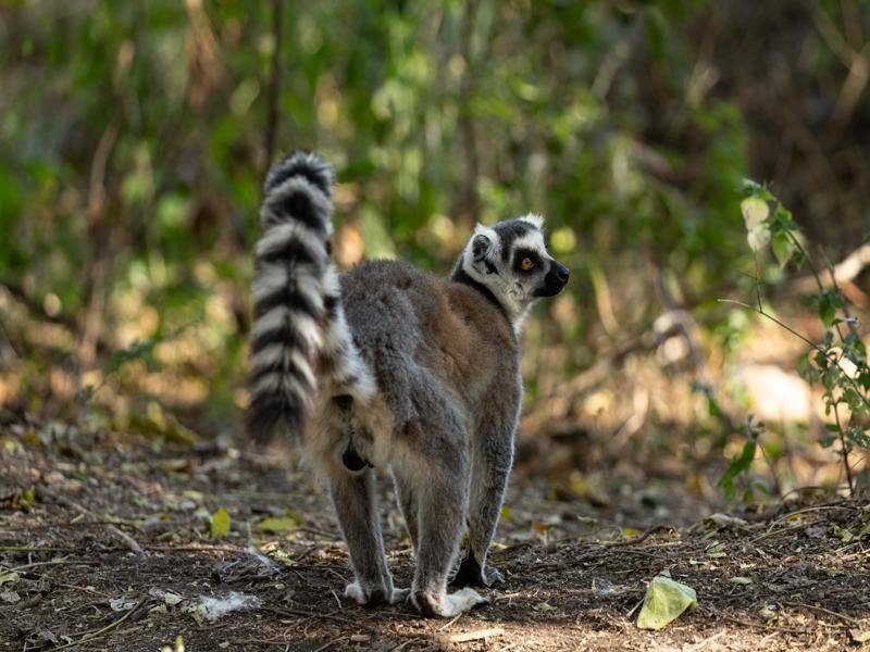 Ringtailed lemur on the ground