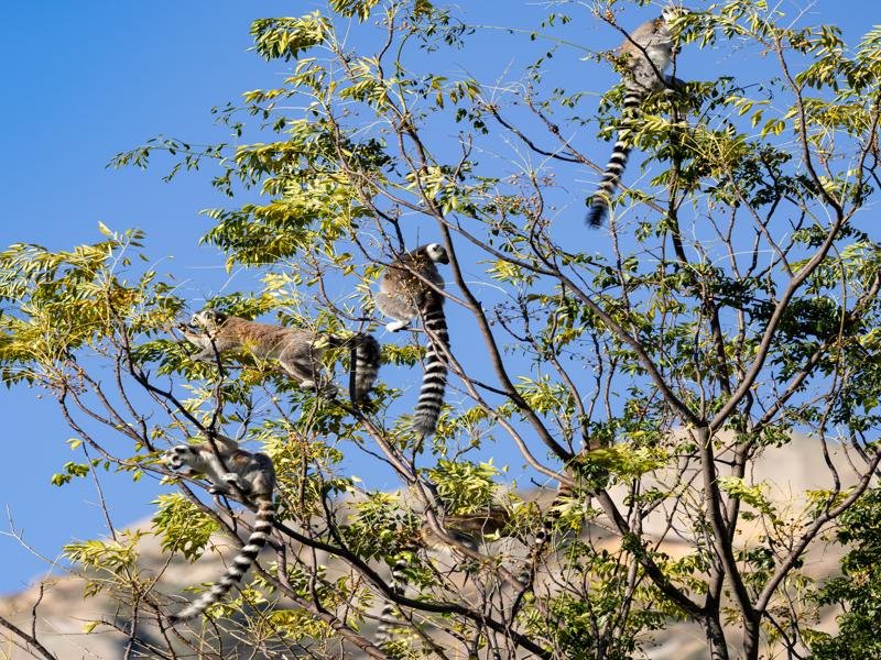 We got to hear them making their alert calls because of a bird overhead