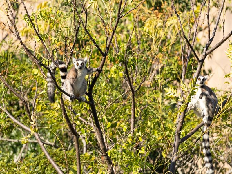Ringtailed lemurs in the trees