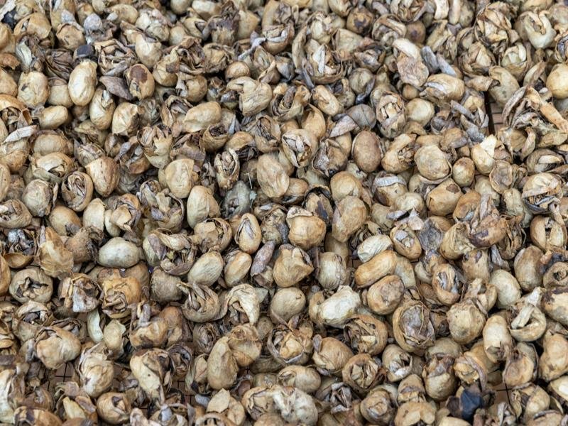 Next up was a silkworm workshop, these are natural silkworm cocoons, not farmed