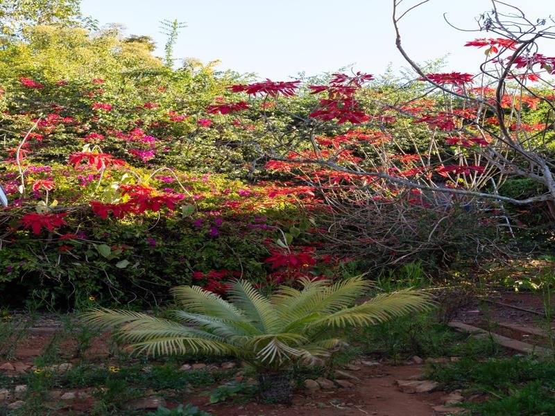 Flowers used in the paper making