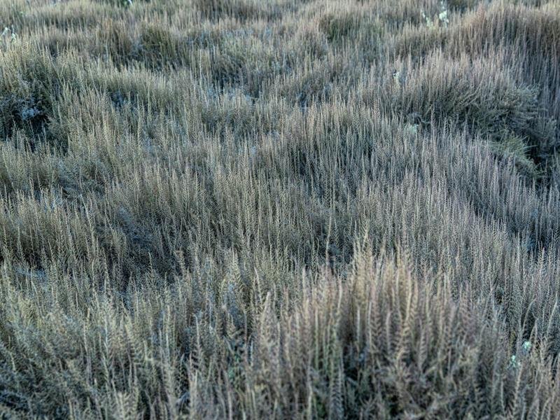 Grasslands near Peak Boby