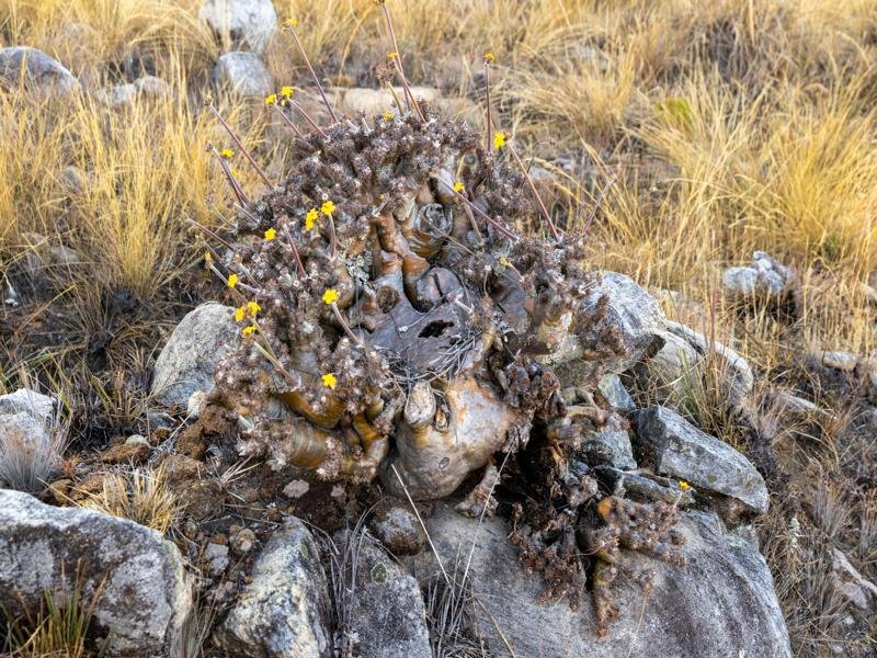 The baobab shrubs blooming