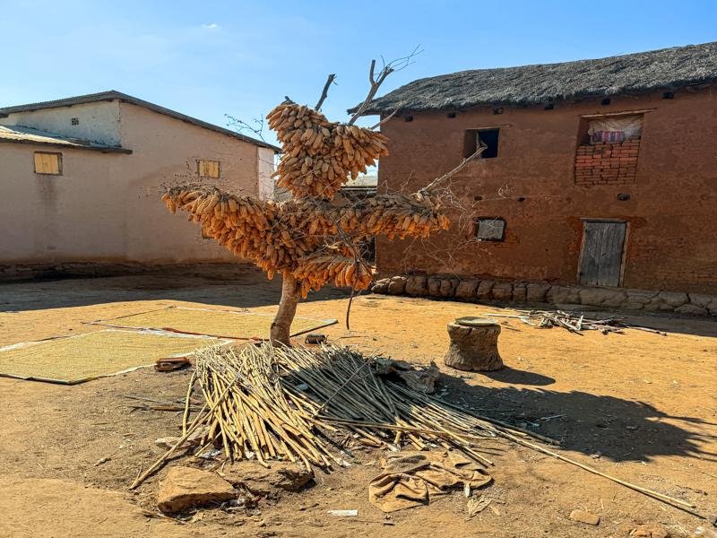 Corn drying in a small village