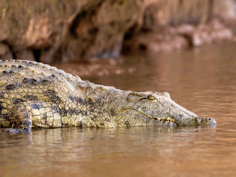 Crocodile on the Tsiribihina River