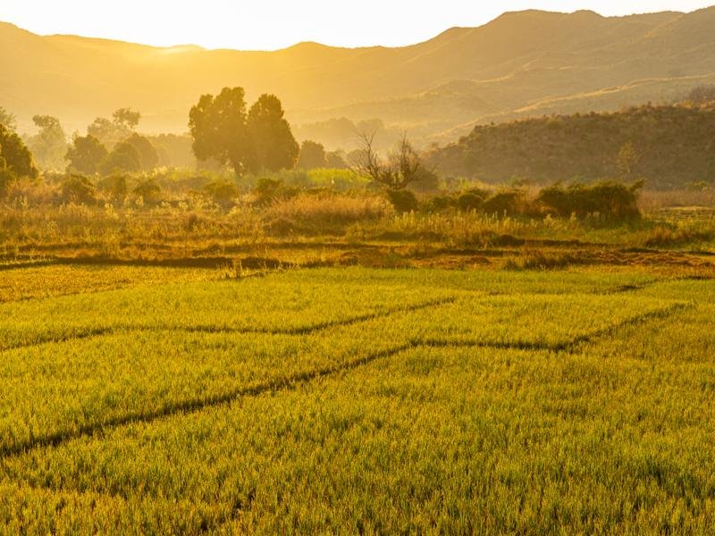 Passing by rice fields on the way to the river
