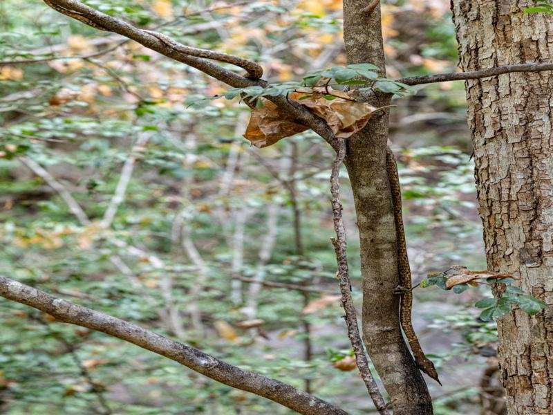 A leaf nosed snake, venemous but not dangerous to humans because the fangs are too far back