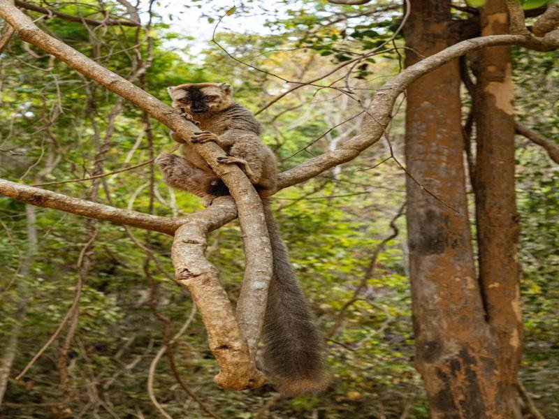 Cute lemur in the tree