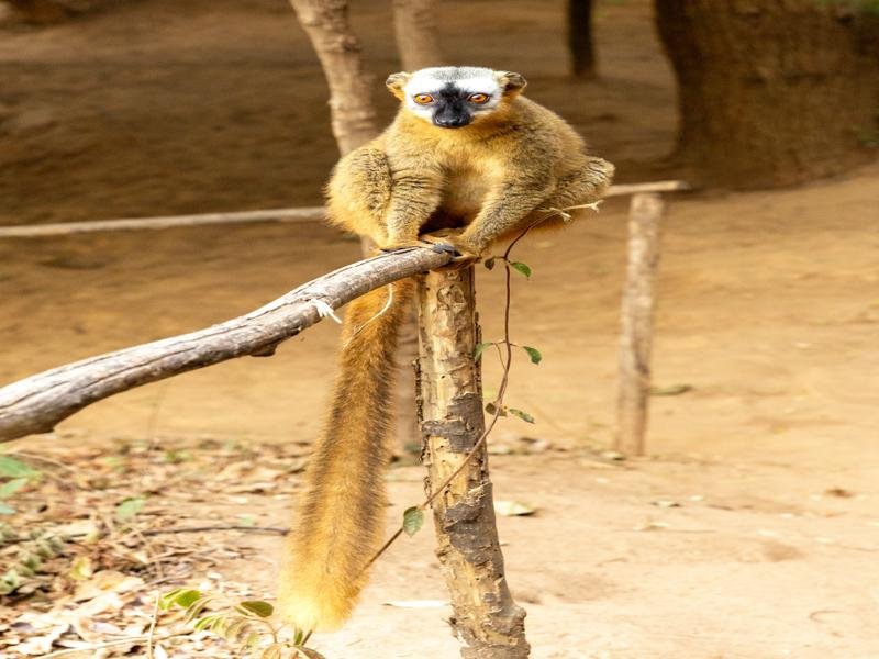 We think it is a brown lemur