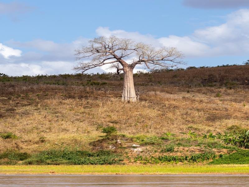 We passed a baobab tree