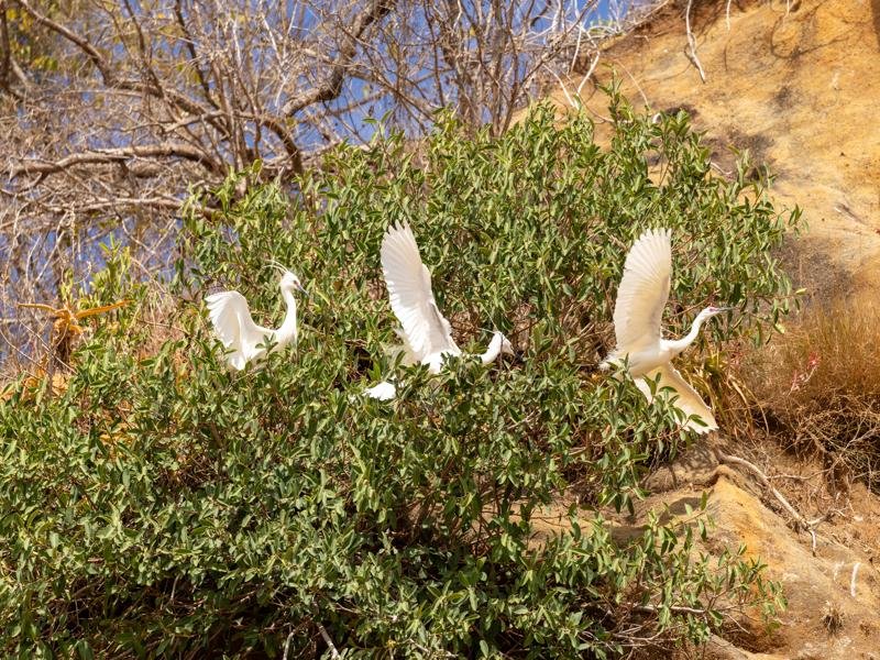 There were a lot of birds to see along the river