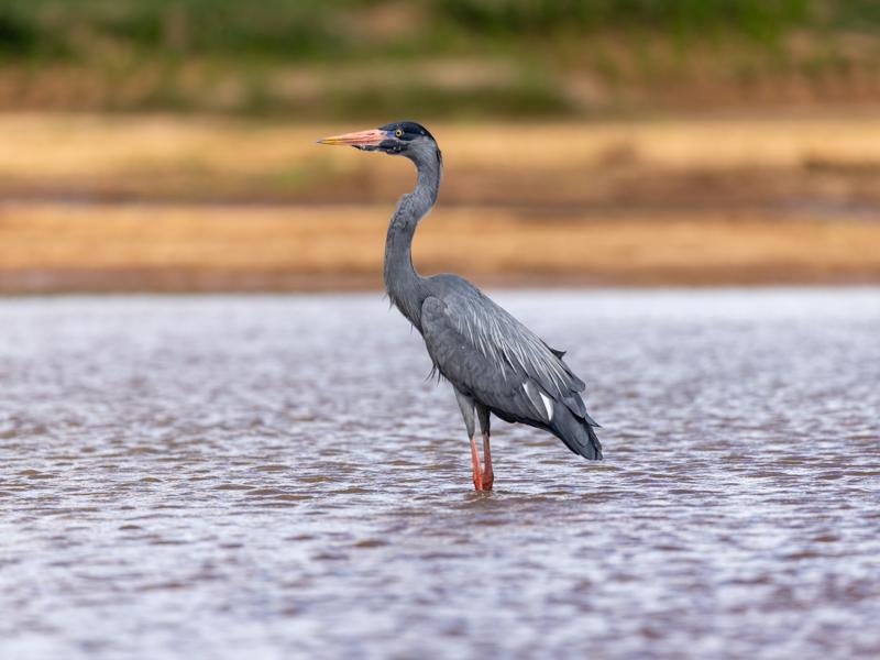 Up close of a heron
